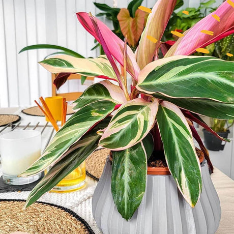 Calathea Tricolor Triostar (Stromanthe sanguinea Triostar) - 40 cm