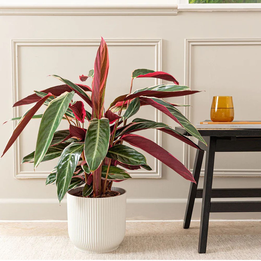 Calathea Tricolor Triostar (Stromanthe sanguinea Triostar) - 80 cm