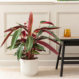 Calathea Tricolor Triostar (Stromanthe sanguinea Triostar) - 80 cm