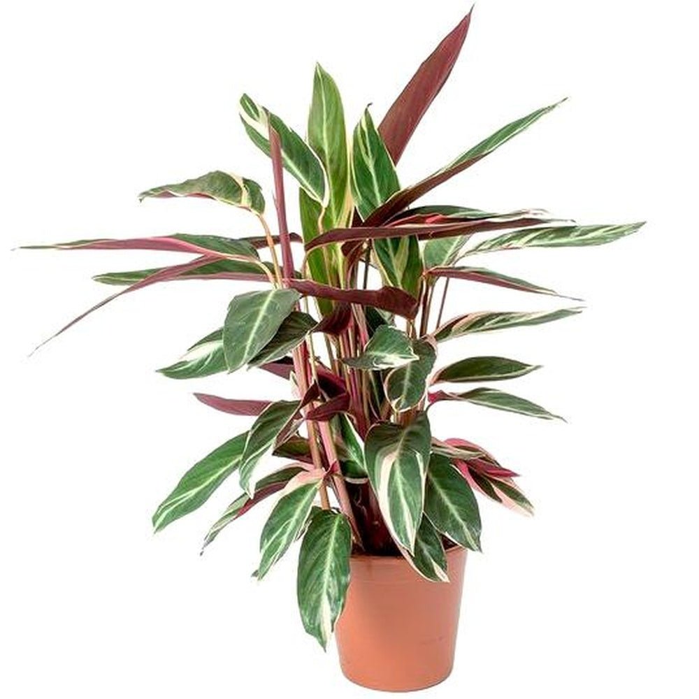 Калатея Трицветна Триостар (Stromanthe sanguinea Triostar) - 80 см