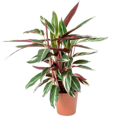 Калатея Трицветна Триостар (Stromanthe sanguinea Triostar) - 80 см