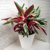 Calathea Tricolor Triostar (Stromanthe sanguinea Triostar) - 80 cm