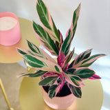 Calathea Tricolor Triostar (Stromanthe sanguinea Triostar) - 80 cm