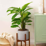 Calathea Zebrina - 40 cm