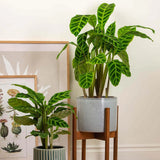 Calathea Zebrina - 40 cm