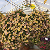 Calibrachoa (Petunie) Chameleon® Blueberry Scone