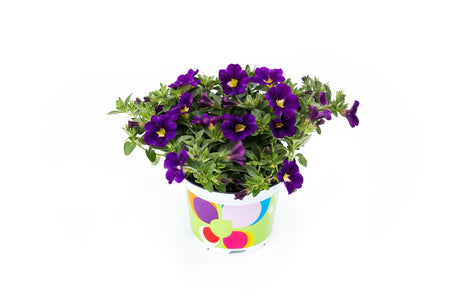 Calibrachoa (Petunie) Calitastic Dark Violet