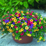 Calibrachoa (Petunie) Mix Karneval - Classic