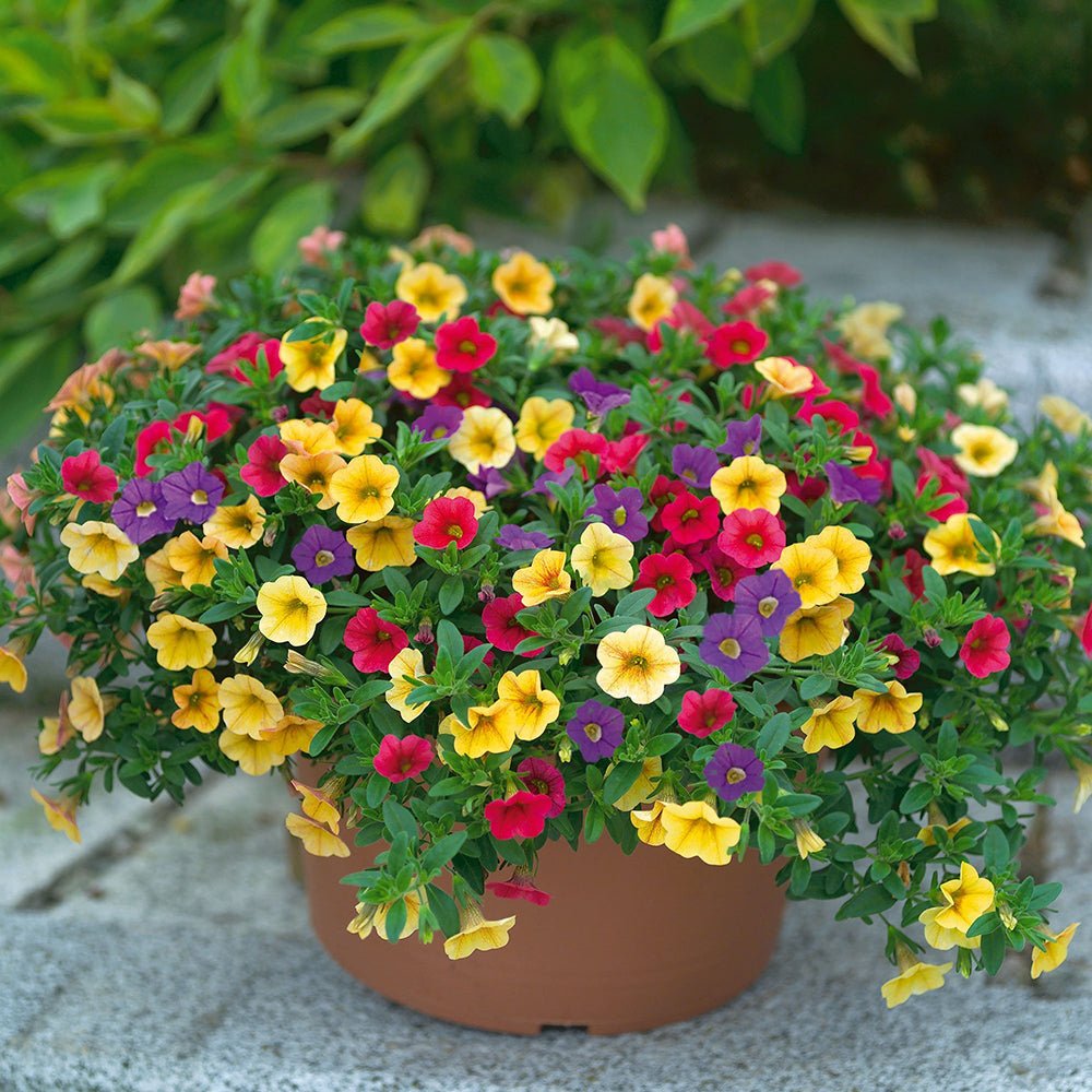 Calibrachoa (Petunie) Mix Karneval - Classic