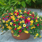 Calibrachoa (Petunie) Mix Karneval - Classic