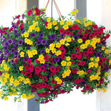 Calibrachoa (Petunie) Triobells, cu flori galbene, rosu si mov