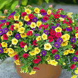 Calibrachoa (Petunie) Triobells, cu flori galbene, rosu si mov