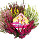 Calluna (Iarba Neagra) Mix de Culori