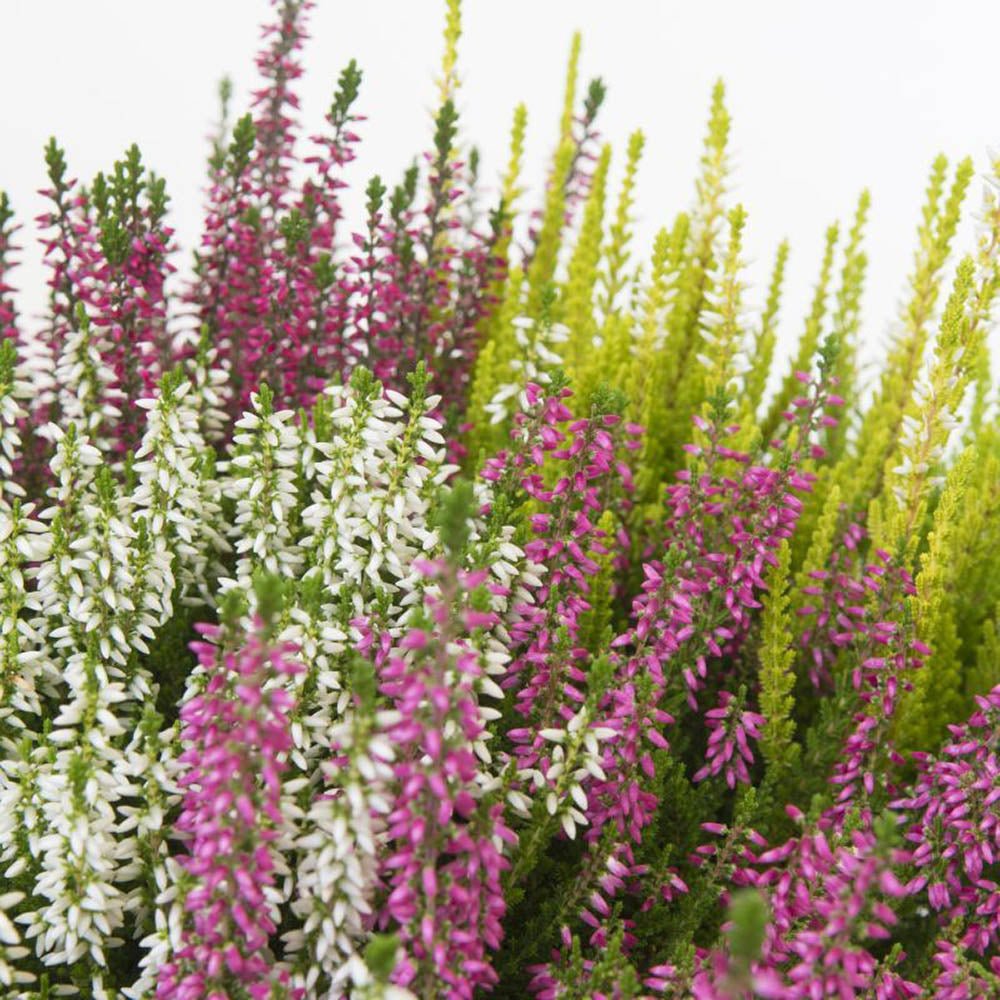 Calluna (Iarba Neagra) Mix de Culori