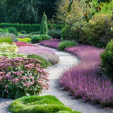 Calluna roz (Iarba Neagra) Athene