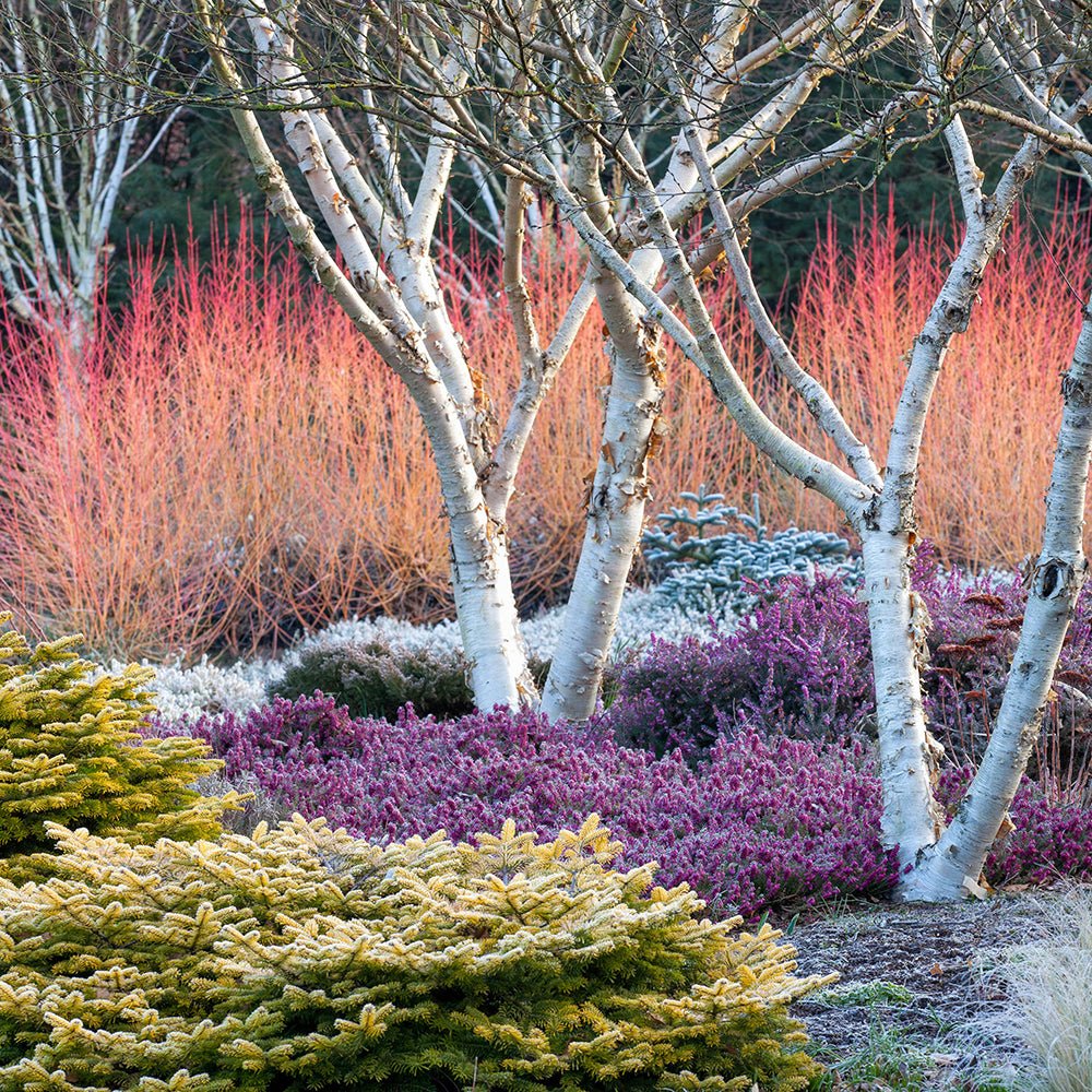 Calluna roz (Iarba Neagra) Athene