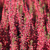 Calluna roz (Iarba Neagra) Athene