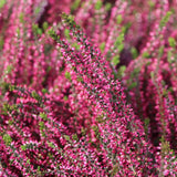 Calluna roz (Iarba Neagra) Athene