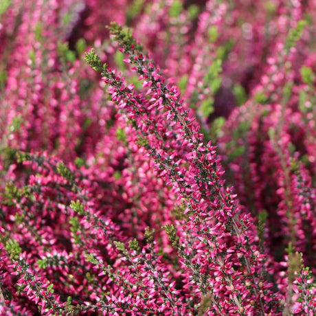 Calluna roz (Iarba Neagra) Athene