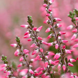 Calluna roz (Iarba Neagra) Athene