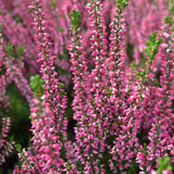 Calluna roz (Iarba Neagra) Athene