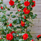 Trandafir Japonez Rosu Camellia Blood Of China, cu flori rosii