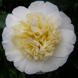 Trandafir Japonez Camellia Brushfields Yellow, cu flori galbene duble