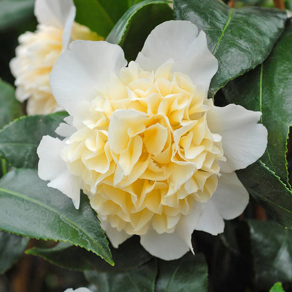 Trandafir Japonez Camellia Brushfields Yellow, cu flori galbene duble