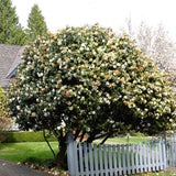 Trandafir Japonez Camellia Brushfields Yellow, cu flori galbene duble