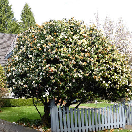 Trandafir Japonez Camellia Brushfields Yellow, cu flori galbene duble