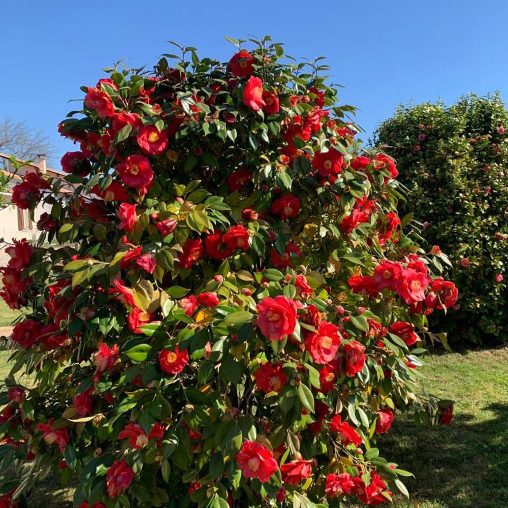 Trandafir Japonez Camellia Doctor King, cu flori rosii