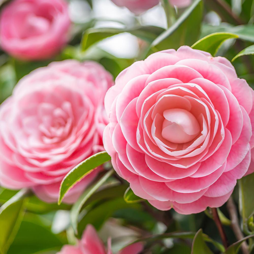 Trandafir Japonez Camellia Japonica Pink, cu flori roz deschis