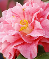 Trandafir Japonez Camellia Japonica Pink, cu flori roz deschis