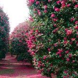 Trandafir Japonez Camellia Japonica Pink, cu flori roz deschis