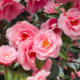 Trandafir Japonez Camellia Japonica Pink, cu flori roz deschis