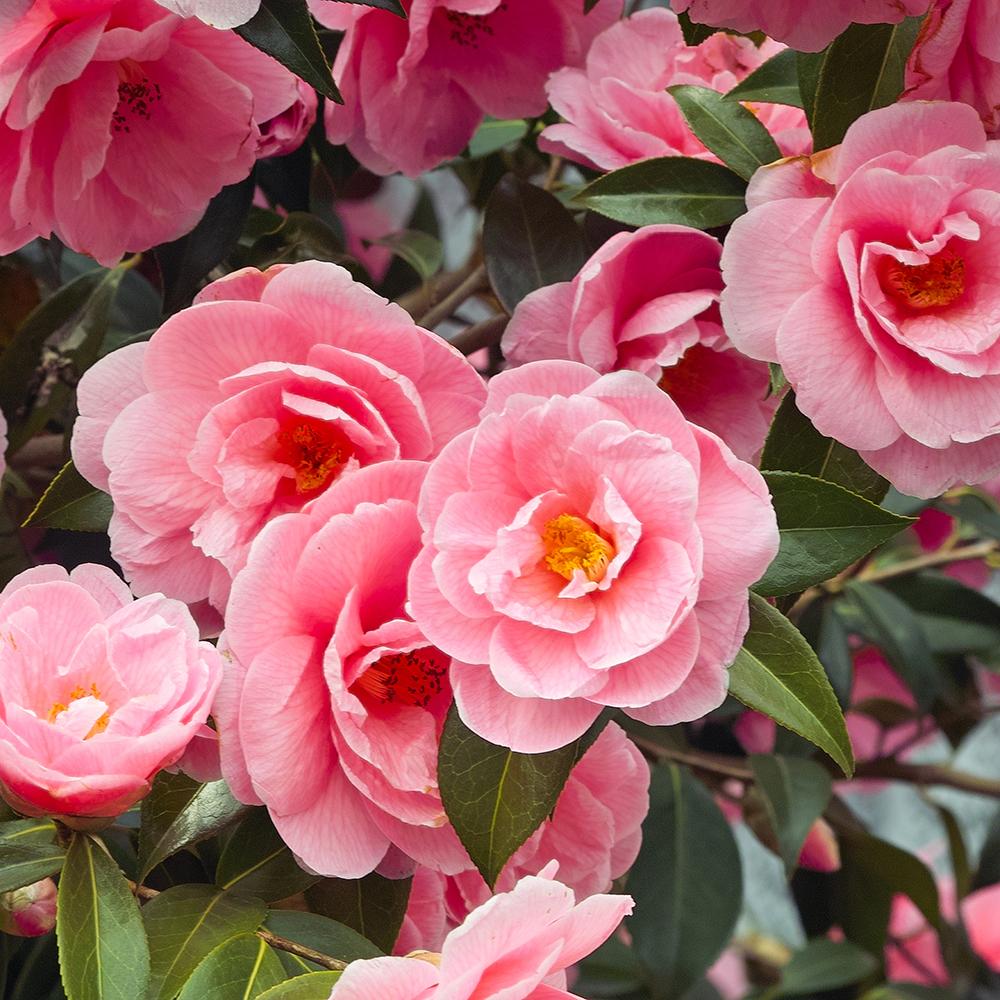 Камелия Japonica 'Pink Debbie' – вечнозелен храст с нежно розови цветове