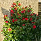 Trandafir Japonez Camellia Lady Campbell, cu flori rosii-pal