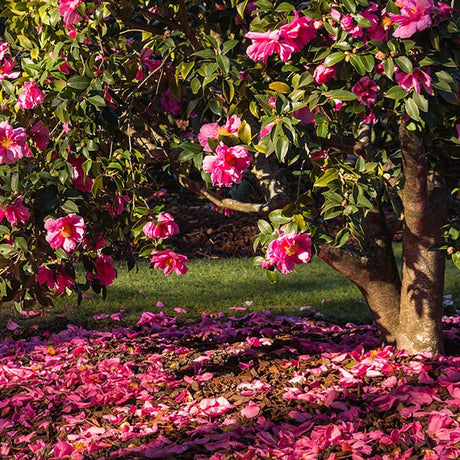 Trandafir Japonez Camellia Mary Williams, cu flori rosii-pal
