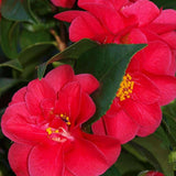 Trandafir Japonez Camellia Mary Williams, cu flori rosii-pal