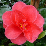 Trandafir Japonez Camellia Mary Williams, cu flori rosii-pal
