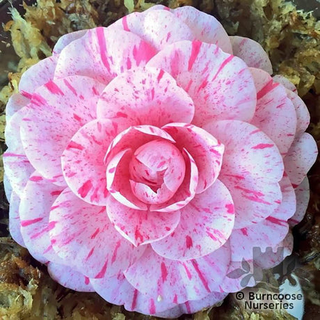Trandafir Japonez Camellia William Bartlett, cu flori roz