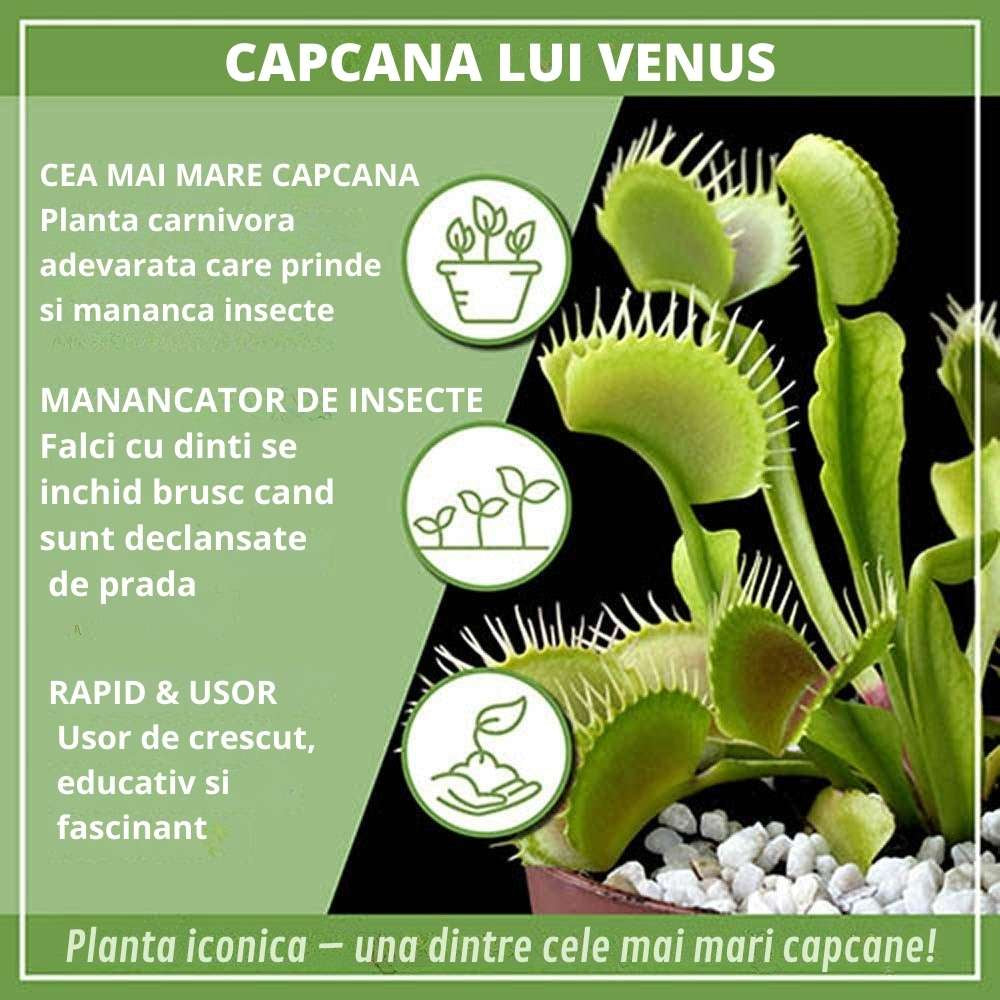 Хищно растение Венерина мухоловка (Dionaea muscipula) – стайно растение с активни капани за насекоми, 10 см
