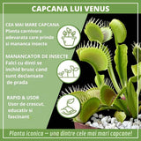 Хищно растение Венерина мухоловка (Dionaea muscipula) – стайно растение с активни капани за насекоми, 10 см
