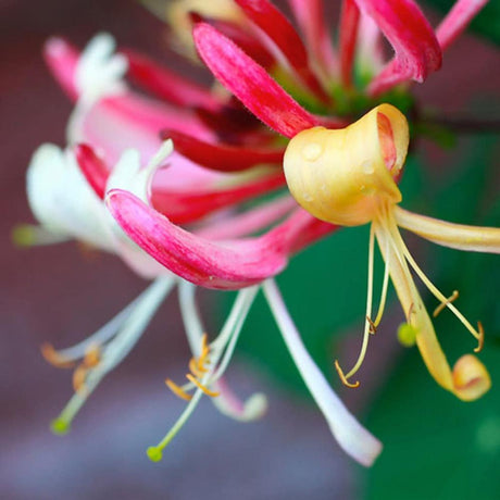 Mana Maicii Domnului/Caprifoi (Lonicera) Belgica, cu Flori alb-roz-mov, cataratoare