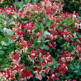 Mana Maicii Domnului/Caprifoi (Lonicera) Belgica, cu Flori alb-roz-mov, cataratoare
