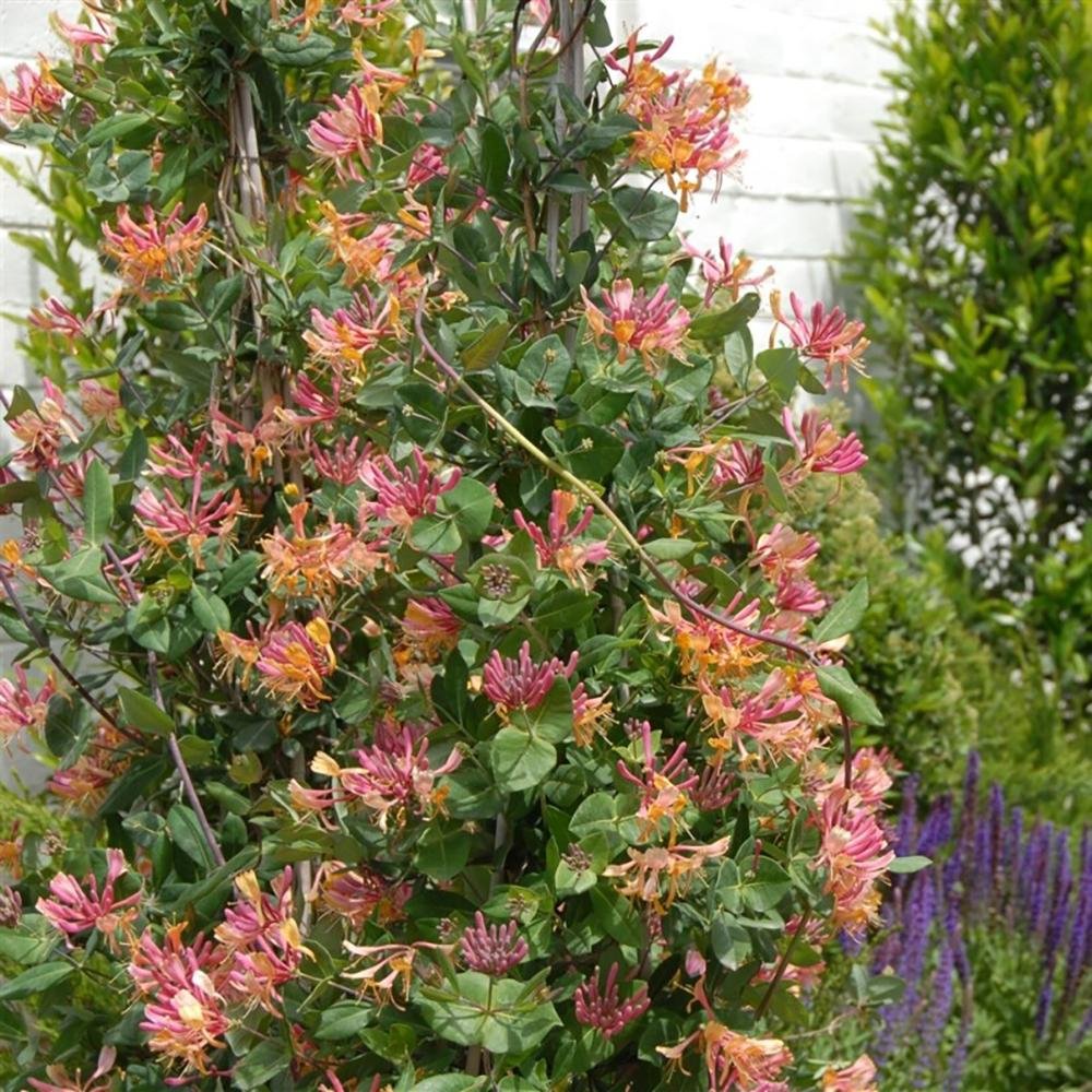 Mana Maicii Domnului/Caprifoi (Lonicera) Goldflame, cu flori roz-violet, cataratoare