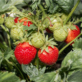 Capsun Delizz (Fragaria Ananassa), cu fructe dulci suculente