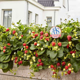 Capsun Delizz (Fragaria Ananassa), cu fructe dulci suculente