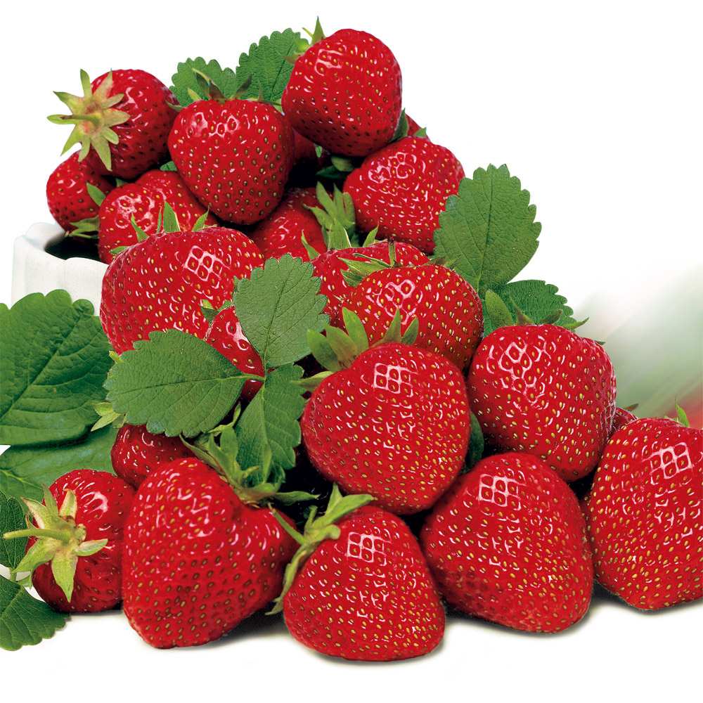 Capsun Productiv Elsanta (Fragaria Ananassa), cu fructe suculente dulci-acrisoare - VERDENA-45 cm inaltime, livrat in ghiveci de 7 l