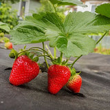 Capsun Remontant Catarator Beltran (Fragaria Ananassa), cu fructe foarte dulci - VERDENA-30 cm, livrat in ghiveci de 1.2 l